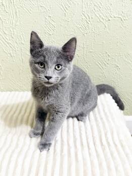 Melvin - adorable litttle loverboy -  Domestic Short Hair Cat for Adoption in Neenah, Wisconsin - Melvin - Adorable Litttle Loverboy | PetCurious