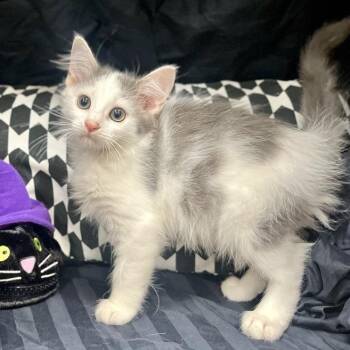 Cordelia -  Domestic Medium Hair Cat for Adoption in Prince Frederick, Maryland - Cordelia | PetCurious