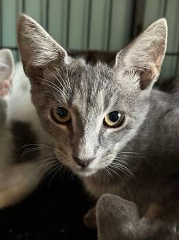 Gibbs -  Domestic Short Hair Cat for Adoption in Virginia Beach, Virginia - Gibbs | PetCurious