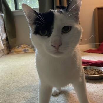 Rescue Domestic Short Hair Cats for Adoption in Fairfax, Virginia - Patch (bonded With Poncho) | PetCurious