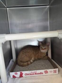 Calcifer -  Domestic Short Hair Cat for Adoption in Fallston, Maryland - Calcifer | PetCurious