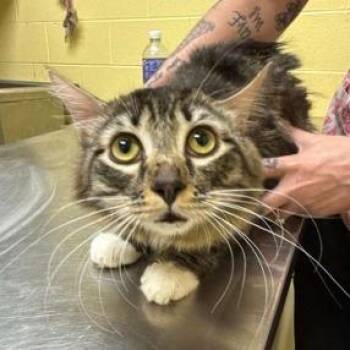 Beethoven -  Domestic Medium Hair Cat for Adoption in New York, New York - Beethoven | PetCurious