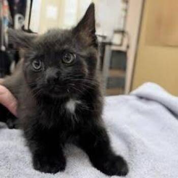 Topanga -  Domestic Long Hair Cat for Adoption in Green Valley, Arizona - Topanga | PetCurious