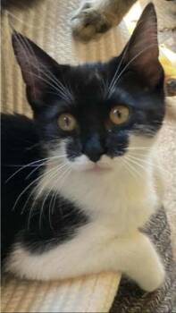 Rescue Domestic Short Hair Cats for Adoption in Warr Acres, Oklahoma - Mouse | PetCurious