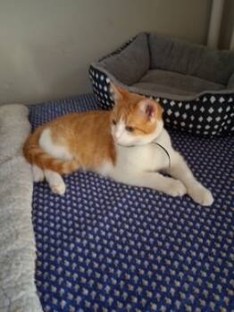 Rescue Domestic Short Hair Cats for Adoption in Fishers, Indiana - Bass | PetCurious