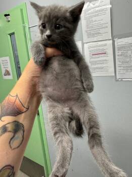 Blueberry -  Domestic Short Hair Cat for Adoption in Bloomington, Indiana - Blueberry | PetCurious
