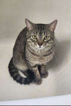 Bruce -  Domestic Short Hair Cat for Adoption - Bruce | PetCurious