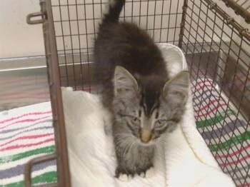 MEEKO -  Domestic Medium Hair and Domestic Short Hair Cat for Adoption in Sacramento, California - MEEKO | PetCurious