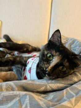 Hazel -  Torbie Cat for Adoption in Burnaby, British Columbia - Hazel | PetCurious