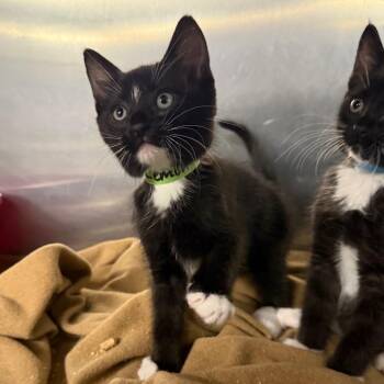 Lemon Balm -  Domestic Short Hair Cat for Adoption in Spokane, Washington - Lemon Balm | PetCurious