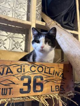 Pirate -  Domestic Short Hair Cat for Adoption in Ottawa, Ontario - Pirate | PetCurious