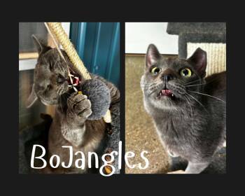 Bojangles (Herpes) -  Domestic Short Hair Cat for Adoption in Pierceton, Indiana - Bojangles (Herpes) | PetCurious