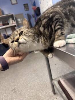 Kiwi -  Domestic Short Hair Cat for Adoption in Roseville, California - Kiwi | PetCurious