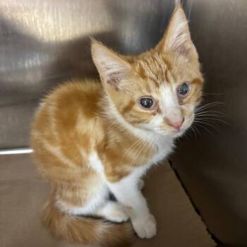 Banana pudding (vision impaired) -  Domestic Short Hair Cat for Adoption in Parrish, Alabama - Banana Pudding (vision Impaired) | PetCurious