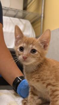 Domestic Short Hair Cats Available for Adoption in Honolulu, Hawaii - Pikake | PetCurious