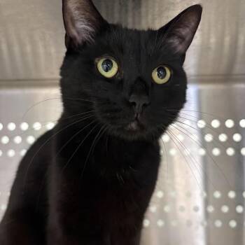 Midnight -  Domestic Short Hair Cat for Adoption in Pittsburgh, Pennsylvania - Midnight | PetCurious