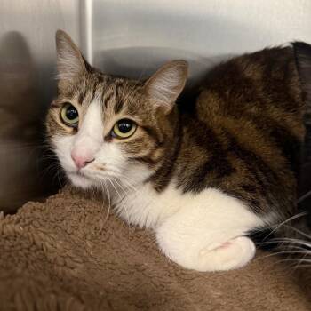 Domestic Short Hair Cats Available for Adoption in Spokane, Washington - Whiskers | PetCurious