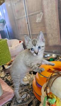 Magneto -  Domestic Short Hair Cat for Adoption in Millcreek, Utah - Magneto | PetCurious