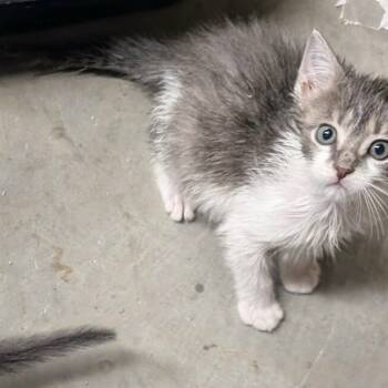 Rescue Domestic Short Hair Cats for Adoption in Jasper, Indiana - Alfredo | PetCurious