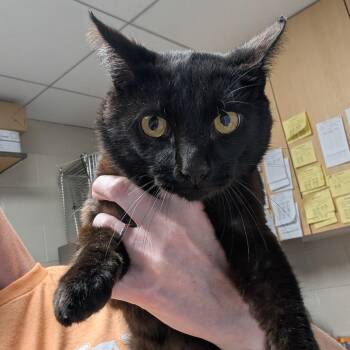 Walnut -  Domestic Short Hair Cat for Adoption in Dekalb, Illinois - Walnut | PetCurious