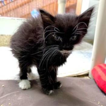 Blaze -  Domestic Short Hair Cat for Adoption - Blaze | PetCurious