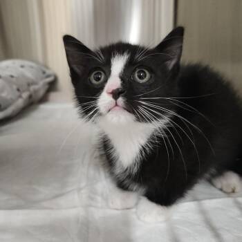 Silly -  Domestic Medium Hair Cat for Adoption in Clearwater, Florida - Silly | PetCurious