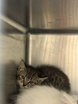 Rescue Domestic Short Hair Cats for Adoption in Farmers Branch, Texas - Ringo | PetCurious