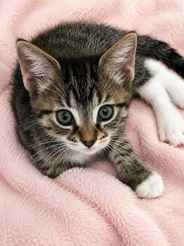 Dolly Madison -  Domestic Short Hair and Extra Toes Cat Hemingway Polydactyl Cat for Adoption in Greensboro, North Carolina - Dolly Madison | PetCurious