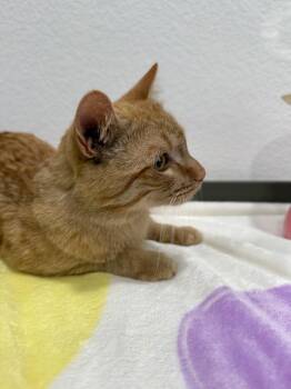 Domestic Short Hair Cats Available for Adoption in Las Vegas, Nevada - Jones | PetCurious
