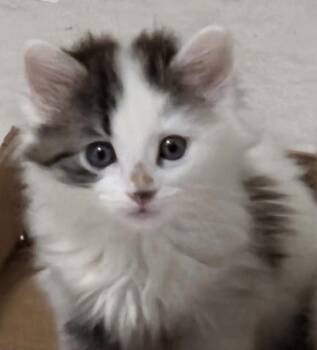 Jazzie -  Domestic Long Hair Cat for Adoption in Harvey, Louisiana - Jazzie | PetCurious