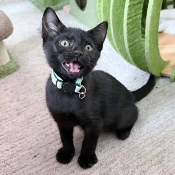 Pluto -  Domestic Short Hair Cat for Adoption in Grand Rapids, Michigan - Pluto | PetCurious