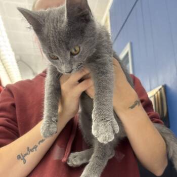 Cole -  Domestic Short Hair Cat for Adoption in Summerlee, West Virginia - Cole | PetCurious