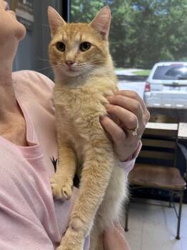 Hercules -  Domestic Short Hair Cat for Adoption in Dyersburg, Tennessee - Hercules | PetCurious