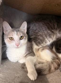 Berry (County farm) -  Domestic Short Hair Cat for Adoption in Johnson City, Tennessee - Berry (County Farm) | PetCurious