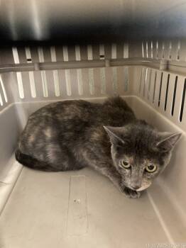 Rescue Domestic Short Hair Cats for Adoption in Houston, Texas - Raelynn | PetCurious