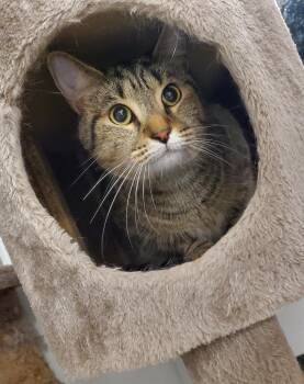 Domestic Short Hair Cats Available for Adoption - Blu | PetCurious