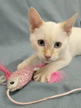 Siamese Cats Available for Adoption in Minneapolis, Minnesota - River | PetCurious