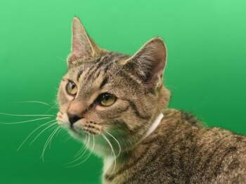 Yara -  Domestic Short Hair Cat Available for Adoption in Portland, Oregon - Yara | PetCurious