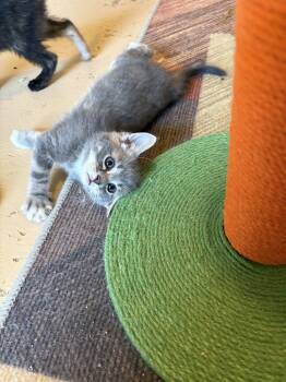 Rescue Domestic Short Hair and Tabby Cats for Adoption in Powder Springs, Georgia - Sleepy | PetCurious