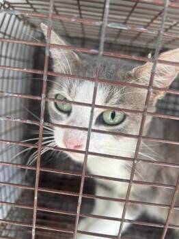 ISABELLA -  Domestic Short Hair Cat for Adoption in Houston, Texas - ISABELLA | PetCurious