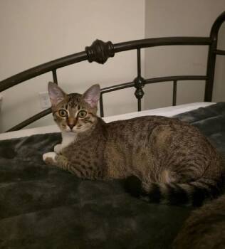 Rescue Domestic Short Hair Cats for Adoption in Baton Rouge, Louisiana - Merry | PetCurious