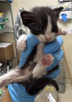 SHAGGY -  Domestic Short Hair Cat for Adoption in Riverside, California - SHAGGY | PetCurious