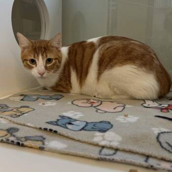 Domestic Short Hair Cats Available for Adoption - George | PetCurious