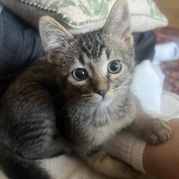 Domestic Short Hair Cats Available for Adoption in Prescott, Arizona - Sophie | PetCurious