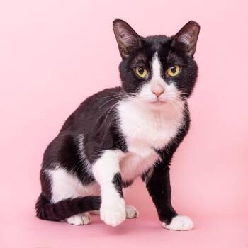 Morpho -  Domestic Short Hair Cat for Adoption in Franklin, Tennessee - Morpho | PetCurious