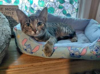 Silver -  Domestic Short Hair Cat for Adoption - Silver | PetCurious