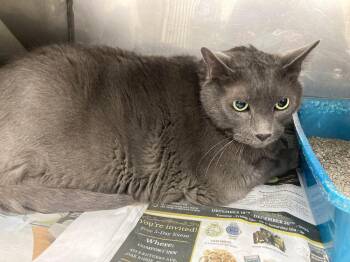 Oscar -  Domestic Short Hair Cat for Adoption in Chuckey, Tennessee - Oscar | PetCurious