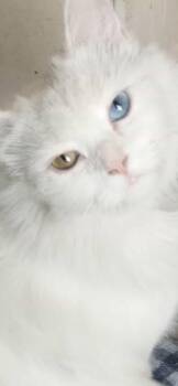 Rescue Turkish Van Cats for Adoption in Brampton, Ontario - Lolita | PetCurious