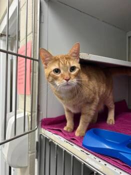 Baby -  Domestic Short Hair Cat for Adoption in Burgaw, North Carolina - Baby | PetCurious