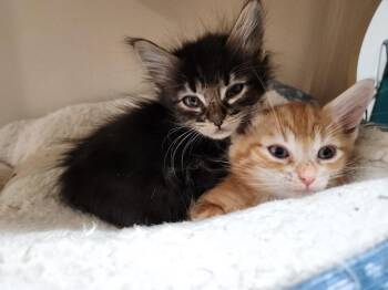 Domestic Medium Hair Cats Available for Adoption in Wheaton, Illinois - Blake | PetCurious